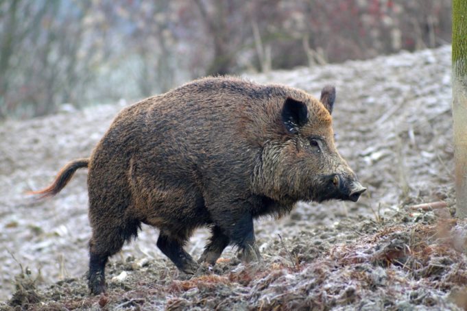 peste-suina-africana-cacciatori-dovranno-presentare-domanda-caccia-cinghiale-scadenze-sanzioni-681x454